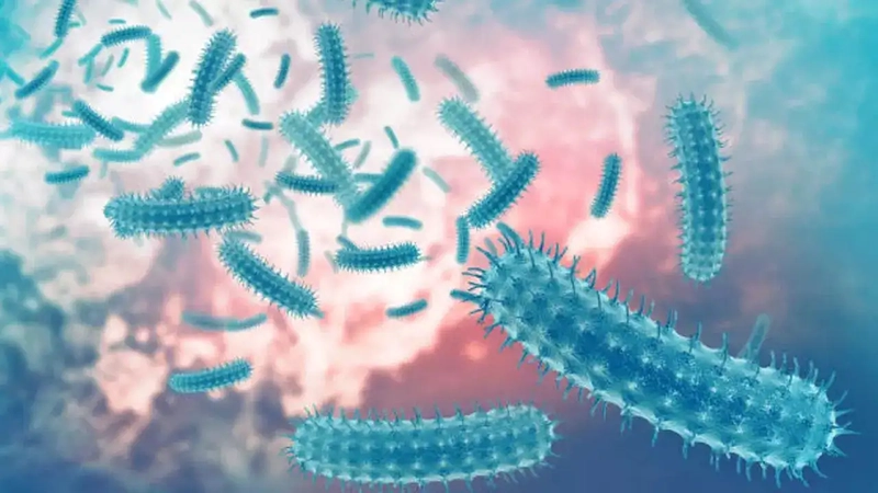 Legionella Bacteria